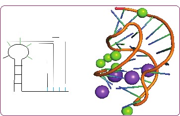 RNA Pseudoknot